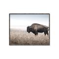 Picture of Bison Field _GroupedProduct_Rectangle_Landscape_Photography _GroupedProduct_Rectangle_Landscape_Canvas_Framed_