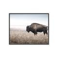 Picture of Bison Field _GroupedProduct_Rectangle_Landscape_Photography _GroupedProduct_Rectangle_Landscape_Canvas_Framed_