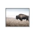 Picture of Bison Field _GroupedProduct_Rectangle_Landscape_Photography _GroupedProduct_Rectangle_Landscape_Canvas_Framed_