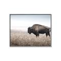 Picture of Bison Field _GroupedProduct_Rectangle_Landscape_Photography _GroupedProduct_Rectangle_Landscape_Canvas_Framed_