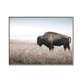 Picture of Bison Field _GroupedProduct_Rectangle_Landscape_Photography _GroupedProduct_Rectangle_Landscape_Canvas_Framed_