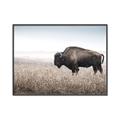 Picture of Bison Field _GroupedProduct_Rectangle_Landscape_Photography _GroupedProduct_Rectangle_Landscape_Canvas_Framed_