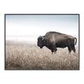 Picture of Bison Field _GroupedProduct_Rectangle_Landscape_Photography _GroupedProduct_Rectangle_Landscape_Canvas_Framed_