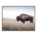 Picture of Bison Field _GroupedProduct_Rectangle_Landscape_Photography _GroupedProduct_Rectangle_Landscape_Canvas_Framed_