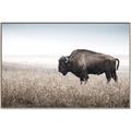Picture of Bison Field _GroupedProduct_Rectangle_Landscape_Photography _GroupedProduct_Rectangle_Landscape_Canvas_Framed_