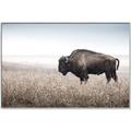 Picture of Bison Field _GroupedProduct_Rectangle_Landscape_Photography _GroupedProduct_Rectangle_Landscape_Canvas_Framed_