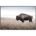 Picture of Bison Field _GroupedProduct_Rectangle_Landscape_Photography _GroupedProduct_Rectangle_Landscape_Canvas_Framed_