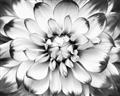 Picture of Black and White Flower _GroupedProduct_Rectangle_Landscape_Photography _GroupedProduct_Rectangle_Landscape_Unframed_Print_Only_