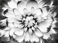 Picture of Black and White Flower _GroupedProduct_Rectangle_Landscape_Photography _GroupedProduct_Rectangle_Landscape_Unframed_Print_Only_