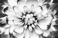 Picture of Black and White Flower _GroupedProduct_Rectangle_Landscape_Photography _GroupedProduct_Rectangle_Landscape_Unframed_Print_Only_