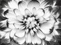 Picture of Black and White Flower _GroupedProduct_Rectangle_Landscape_Photography _GroupedProduct_Rectangle_Landscape_Unframed_Print_Only_