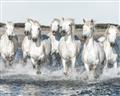 Picture of White Horses _GroupedProduct_Rectangle_Landscape_Photography _GroupedProduct_Rectangle_Landscape_Unframed_Print_Only_