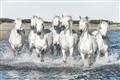 Picture of White Horses _GroupedProduct_Rectangle_Landscape_Photography _GroupedProduct_Rectangle_Landscape_Unframed_Print_Only_