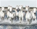 Picture of White Horses _GroupedProduct_Rectangle_Landscape_Photography _GroupedProduct_Rectangle_Landscape_Unframed_Print_Only_