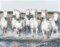 Picture of White Horses _GroupedProduct_Rectangle_Landscape_Photography _GroupedProduct_Rectangle_Landscape_Unframed_Print_Only_