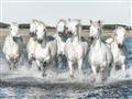 Picture of White Horses _GroupedProduct_Rectangle_Landscape_Photography _GroupedProduct_Rectangle_Landscape_Unframed_Print_Only_