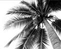 Picture of Black Palm  _GroupedProduct_Rectangle_Landscape_Photography _GroupedProduct_Rectangle_Landscape_Unframed_Print_Only_
