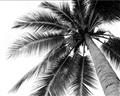 Picture of Black Palm  _GroupedProduct_Rectangle_Landscape_Photography _GroupedProduct_Rectangle_Landscape_Unframed_Print_Only_
