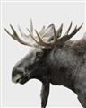 Picture of Moose _GroupedProduct_Rectangle_Portrait_Photography _GroupedProduct_Rectangle_Portrait_Unframed_Print_Only_