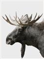 Picture of Moose _GroupedProduct_Rectangle_Portrait_Photography _GroupedProduct_Rectangle_Portrait_Unframed_Print_Only_