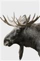 Picture of Moose _GroupedProduct_Rectangle_Portrait_Photography _GroupedProduct_Rectangle_Portrait_Unframed_Print_Only_