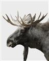 Picture of Moose _GroupedProduct_Rectangle_Portrait_Photography _GroupedProduct_Rectangle_Portrait_Unframed_Print_Only_