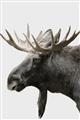 Picture of Moose _GroupedProduct_Rectangle_Portrait_Photography _GroupedProduct_Rectangle_Portrait_Unframed_Print_Only_