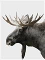 Picture of Moose _GroupedProduct_Rectangle_Portrait_Photography _GroupedProduct_Rectangle_Portrait_Unframed_Print_Only_
