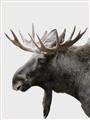 Picture of Moose _GroupedProduct_Rectangle_Portrait_Photography _GroupedProduct_Rectangle_Portrait_Unframed_Print_Only_