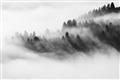 Picture of Mystic foggy forest _GroupedProduct_Rectangle_Landscape_Photography _GroupedProduct_Rectangle_Landscape_Unframed_Print_Only_
