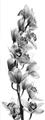 Picture of Orchid Flowers II  _GroupedProduct_Panel_Portrait_Photography _GroupedProduct_Panel_Portrait_Unframed_Print_Only_