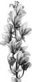 Picture of Orchid Flowers I  _GroupedProduct_Panel_Portrait_Photography _GroupedProduct_Panel_Portrait_Unframed_Print_Only_
