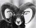 Picture of The Ram _GroupedProduct_Rectangle_Landscape_Photography _GroupedProduct_Rectangle_Landscape_Unframed_Print_Only_