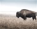 Picture of Bison Field _GroupedProduct_Rectangle_Landscape_Photography _GroupedProduct_Rectangle_Landscape_Unframed_Print_Only_