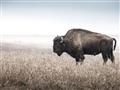 Picture of Bison Field _GroupedProduct_Rectangle_Landscape_Photography _GroupedProduct_Rectangle_Landscape_Unframed_Print_Only_
