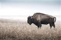 Picture of Bison Field _GroupedProduct_Rectangle_Landscape_Photography _GroupedProduct_Rectangle_Landscape_Unframed_Print_Only_