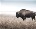 Picture of Bison Field _GroupedProduct_Rectangle_Landscape_Photography _GroupedProduct_Rectangle_Landscape_Unframed_Print_Only_