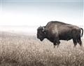 Picture of Bison Field _GroupedProduct_Rectangle_Landscape_Photography _GroupedProduct_Rectangle_Landscape_Unframed_Print_Only_