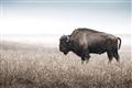 Picture of Bison Field _GroupedProduct_Rectangle_Landscape_Photography _GroupedProduct_Rectangle_Landscape_Unframed_Print_Only_