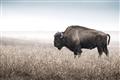 Picture of Bison Field _GroupedProduct_Rectangle_Landscape_Photography _GroupedProduct_Rectangle_Landscape_Unframed_Print_Only_