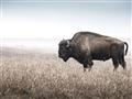 Picture of Bison Field _GroupedProduct_Rectangle_Landscape_Photography _GroupedProduct_Rectangle_Landscape_Unframed_Print_Only_