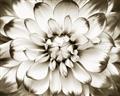 Picture of Black and White Flower _GroupedProduct_Rectangle_Landscape_Photography _GroupedProduct_Rectangle_Landscape_Unframed_Print_Only_
