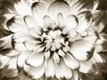 Picture of Black and White Flower _GroupedProduct_Rectangle_Landscape_Photography _GroupedProduct_Rectangle_Landscape_Unframed_Print_Only_