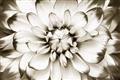 Picture of Black and White Flower _GroupedProduct_Rectangle_Landscape_Photography _GroupedProduct_Rectangle_Landscape_Unframed_Print_Only_