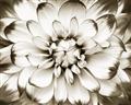 Picture of Black and White Flower _GroupedProduct_Rectangle_Landscape_Photography _GroupedProduct_Rectangle_Landscape_Unframed_Print_Only_
