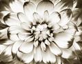 Picture of Black and White Flower _GroupedProduct_Rectangle_Landscape_Photography _GroupedProduct_Rectangle_Landscape_Unframed_Print_Only_