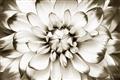 Picture of Black and White Flower _GroupedProduct_Rectangle_Landscape_Photography _GroupedProduct_Rectangle_Landscape_Unframed_Print_Only_