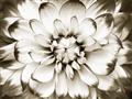 Picture of Black and White Flower _GroupedProduct_Rectangle_Landscape_Photography _GroupedProduct_Rectangle_Landscape_Unframed_Print_Only_