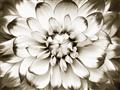 Picture of Black and White Flower _GroupedProduct_Rectangle_Landscape_Photography _GroupedProduct_Rectangle_Landscape_Unframed_Print_Only_