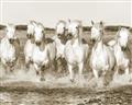 Picture of White Horses _GroupedProduct_Rectangle_Landscape_Photography _GroupedProduct_Rectangle_Landscape_Unframed_Print_Only_